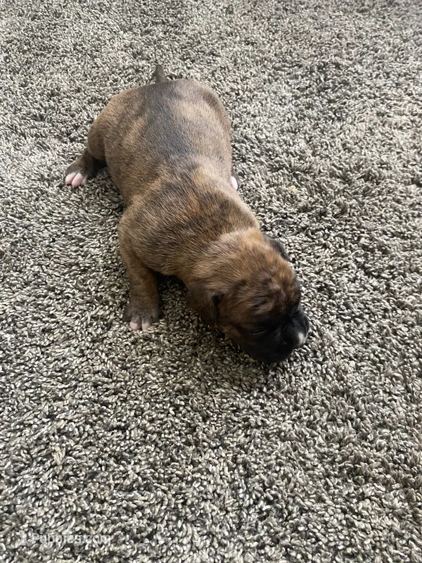 Boxer – Boxer puppy on hold in Portland, IN