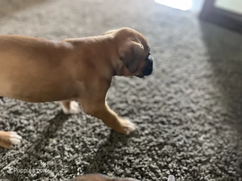 Boxer – Boxer puppy for sale in Portland, IN