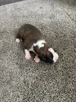 Boxer, a male Boxer for sale in Portland, IN – 2 of 2
