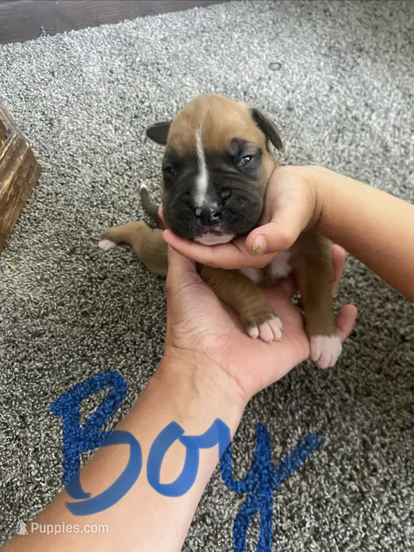Boxer – Boxer puppy for sale in Portland, IN