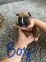 Boxer, a male Boxer for sale in Portland, IN – 1 of 2