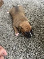 Boxer, a male Boxer for sale in Portland, IN – 2 of 2