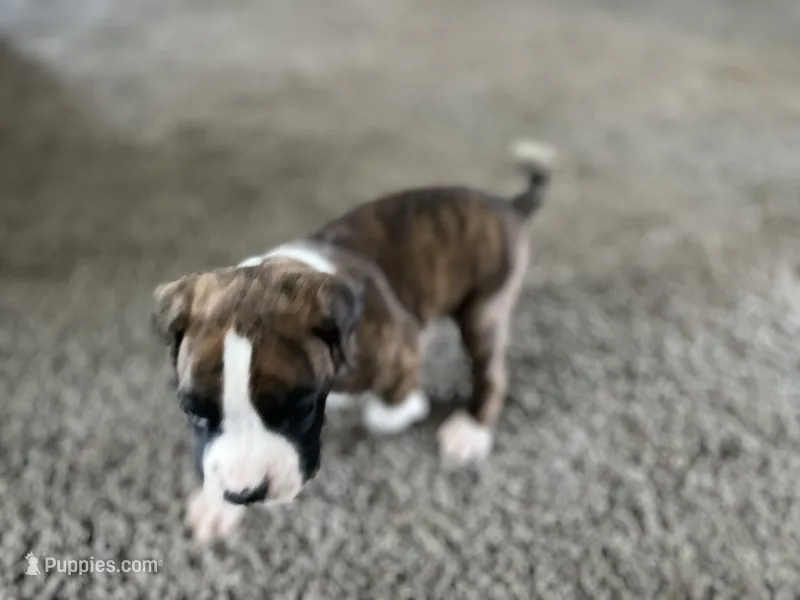 Boxer – Boxer puppy for sale in Portland, IN