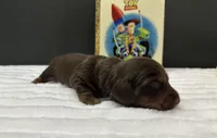 Buzz, a male Miniature Dachshund for sale in Alexandria, IN – 2 of 2