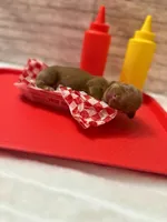 Woody, a male Miniature Dachshund for sale in Alexandria, IN – 2 of 4