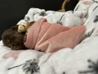Bo Peep, a female Miniature Dachshund for sale in Alexandria, IN – 2 of 2