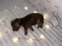 Bo Peep, a female Miniature Dachshund for sale in Alexandria, IN – 1 of 4