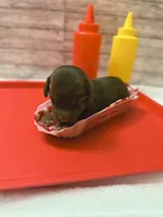 Bo Peep, a female Miniature Dachshund for sale in Alexandria, IN – 1 of 2