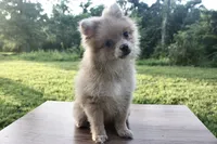 Rosie  , a female Pomeranian for sale in Denver, CO – 3 of 5