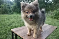 Princess , a female Pomeranian for sale in Denver, CO – 4 of 4