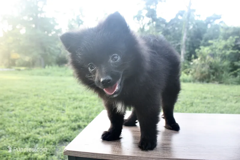 Tony – Pomeranian puppy for sale in Chicago, IL