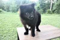 Tony, a male Pomeranian for sale in Denver, CO – 2 of 3