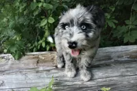 Isabell , a female Australian Shepherd and Poodle - Standard  for sale in Chicago, IL – 4 of 5