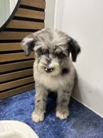 Isabell , a female Australian Shepherd and Poodle - Standard  for sale in Chicago, IL – 3 of 5