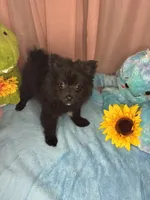Tony, a male Pomeranian for sale in Denver, CO – 3 of 3