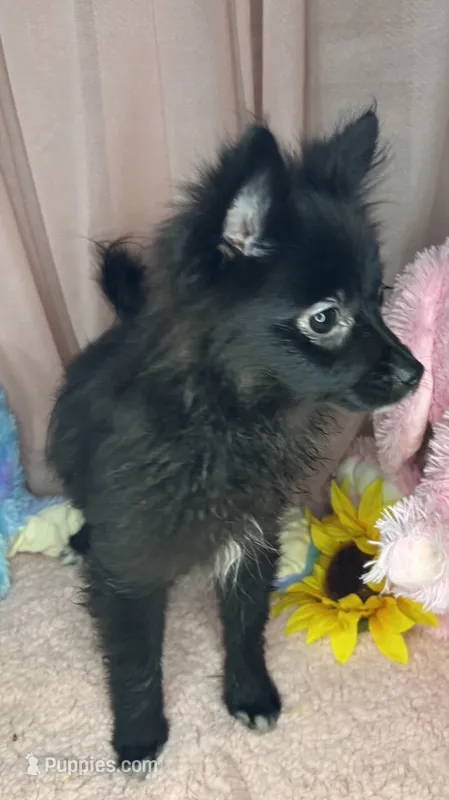 Tiffany – Pomeranian puppy for sale in Chicago, IL
