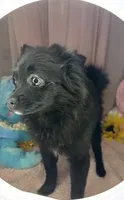 Tiffany, a female Pomeranian for sale in Denver, CO – 3 of 4