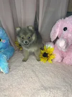Princess , a female Pomeranian for sale in Denver, CO – 2 of 4