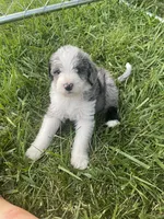 Male , a male Aussiedoodle for sale in Denver, CO – 2 of 2