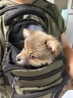 Princess , a female Pomeranian for sale in Denver, CO – 3 of 4