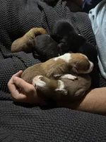 Sarah’s  puppies , a male Australian Shepherd and Golden Retriever for sale in Denver, CO – 3 of 9