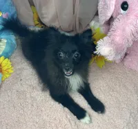 Tiny , a female Pomeranian for sale in Denver, CO – 2 of 3