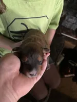 Sarah’s  puppies , a male Australian Shepherd and Golden Retriever for sale in Denver, CO – 2 of 9