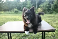 Tiny , a female Pomeranian for sale in Denver, CO – 3 of 3
