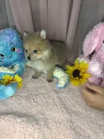 Rosie  , a female Pomeranian for sale in Denver, CO – 5 of 5