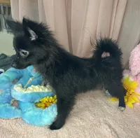 Tinkerbell, a female Pomeranian for sale in Denver, CO – 2 of 4