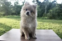 Rosie  , a female Pomeranian for sale in Denver, CO – 2 of 5