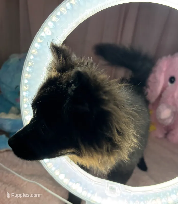 Tinkerbell – Pomeranian puppy for sale in Chicago, IL