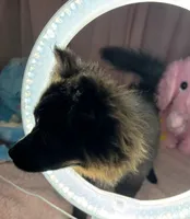Tinkerbell, a female Pomeranian for sale in Denver, CO – 1 of 4