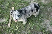 Isabell , a female Australian Shepherd and Poodle - Standard  for sale in Chicago, IL – 5 of 5
