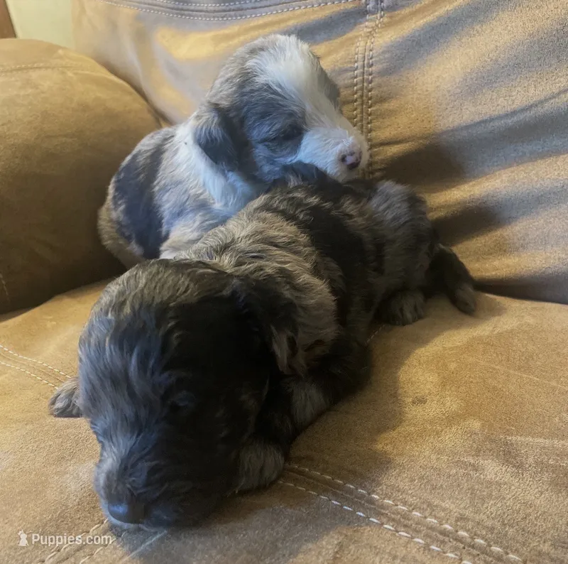 Female   – Aussiedoodle puppy for sale in Chicago, IL
