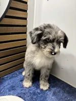 Isabell , a female Australian Shepherd and Poodle - Standard  for sale in Chicago, IL – 2 of 5