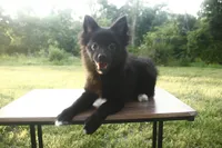 Tiffany, a female Pomeranian for sale in Denver, CO – 2 of 4