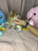 Rosie  , a female Pomeranian for sale in Denver, CO – 4 of 5