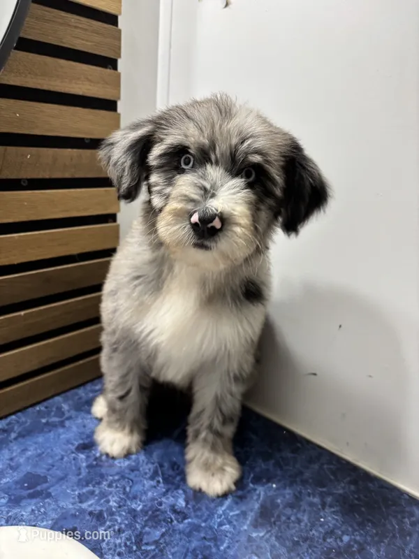 Isabell  – Australian Shepherd, Poodle - Standard  puppy for sale in Chicago, IL