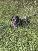 Female  , a female Aussiedoodle for sale in Denver, CO – 2 of 2