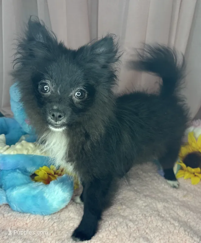 Tiny  – Pomeranian puppy for sale in Chicago, IL