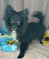Tiny , a female Pomeranian for sale in Denver, CO – 1 of 3