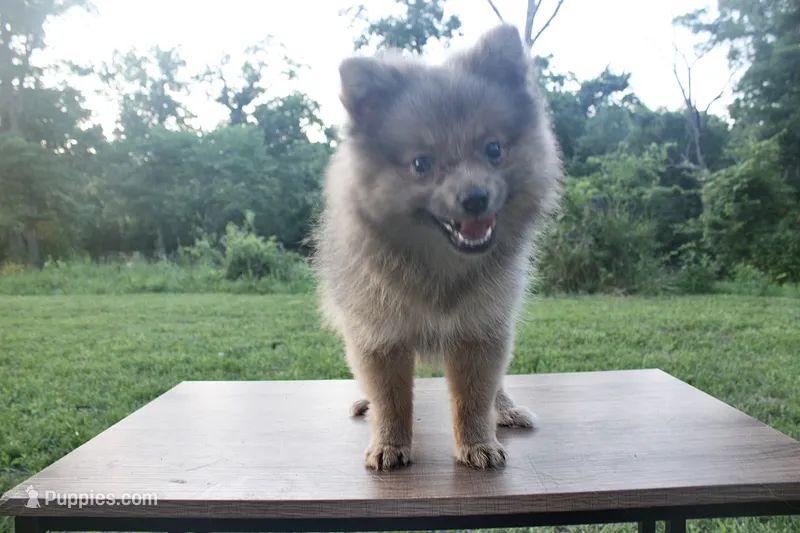 Princess  – Pomeranian puppy for sale in Chicago, IL
