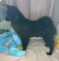 Tinkerbell, a female Pomeranian for sale in Denver, CO – 4 of 4
