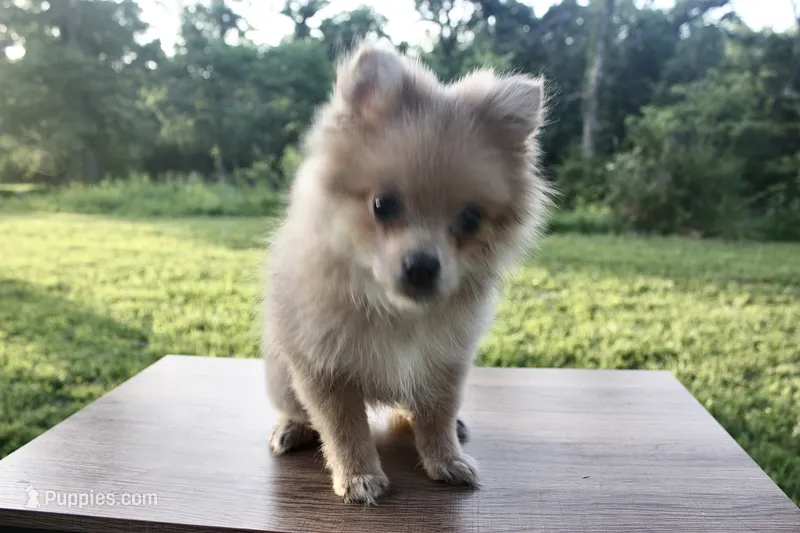 Rosie   – Pomeranian puppy for sale in Chicago, IL