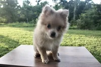 Rosie  , a female Pomeranian for sale in Denver, CO – 1 of 5