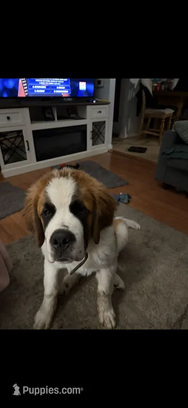 Rocky – Saint Bernard puppy for sale in Waterloo, IA