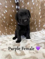 Goldador Pups, a female Goldador for sale in San Marcos, TX – Photo 7 of 7
