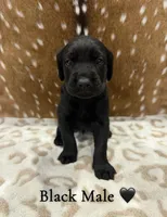 Goldador Pups, a female Goldador for sale in San Marcos, TX – Photo 4 of 7