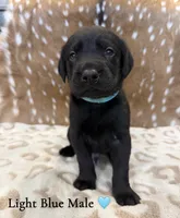Goldador Pups, a female Goldador for sale in San Marcos, TX – Photo 1 of 7